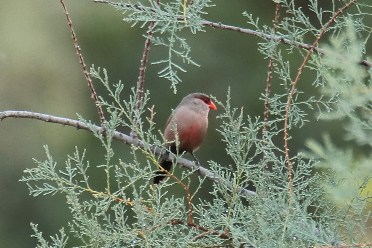 פרושית אדומת-משקפיים - ML623951261