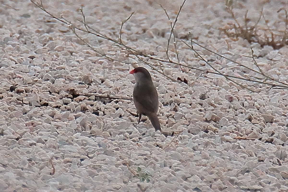 Common Waxbill - ML623951262