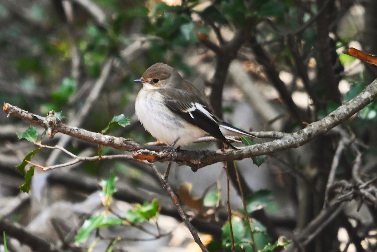 European Pied Flycatcher - ML623951263