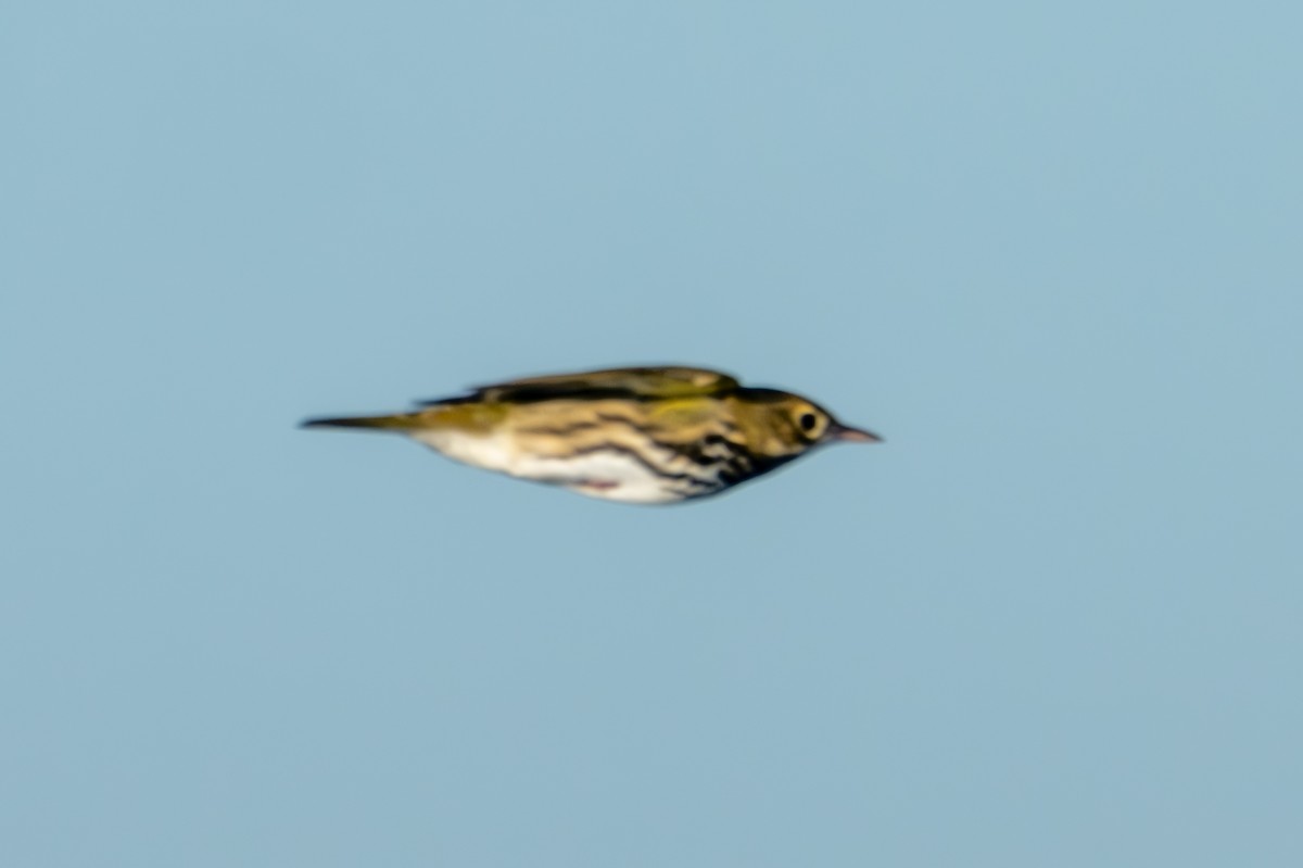 Ovenbird - ML623951277