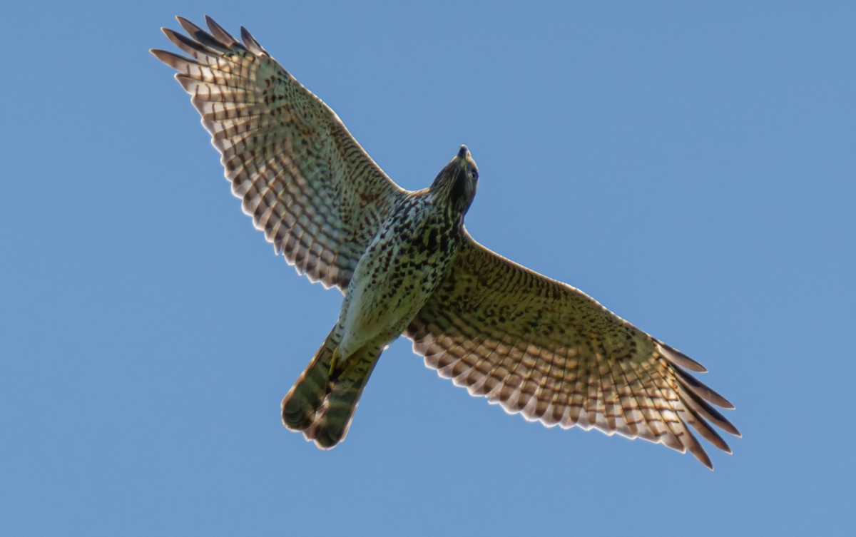 Red-shouldered Hawk - ML623951278