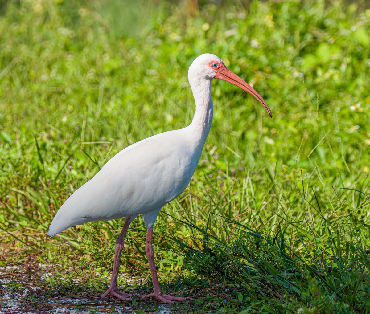 White Ibis - ML623951285