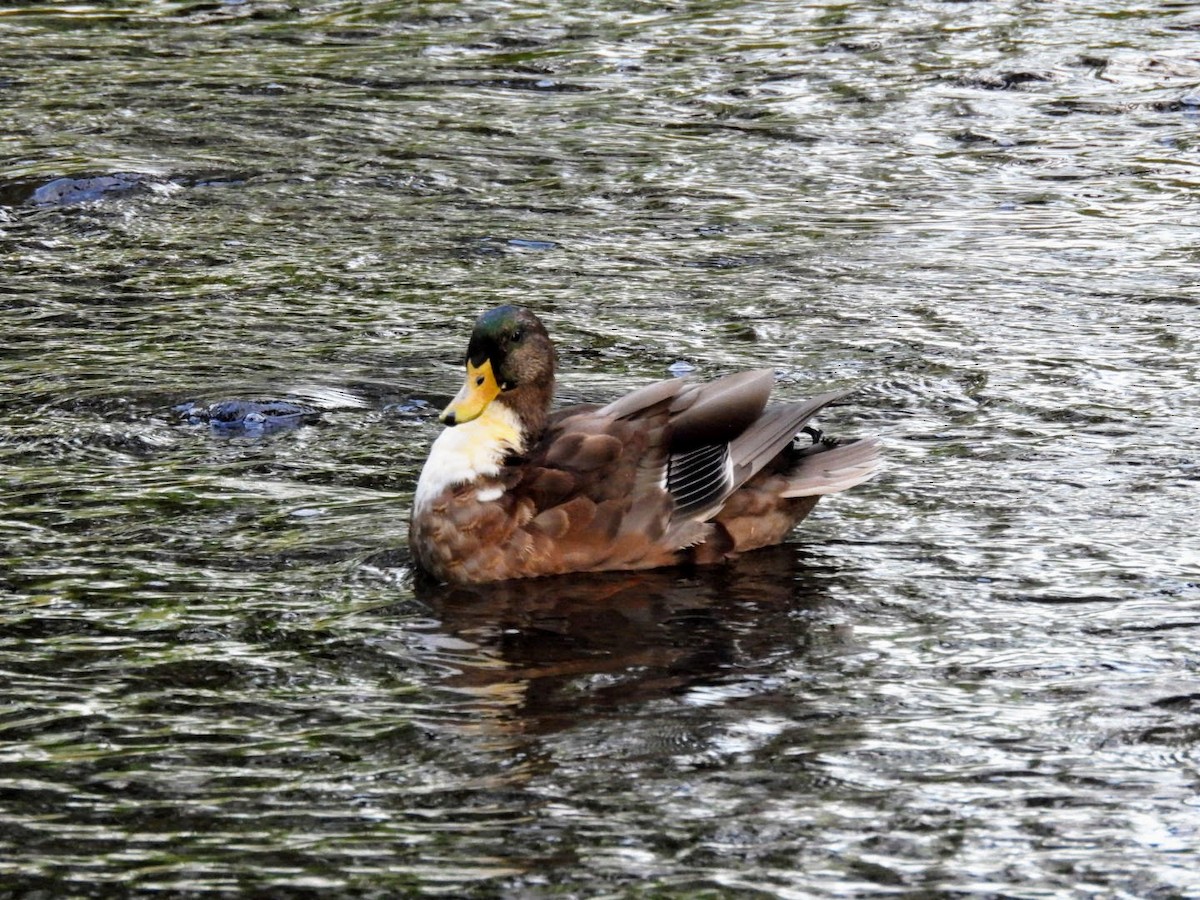 Mallard (Domestic type) - ML623951304