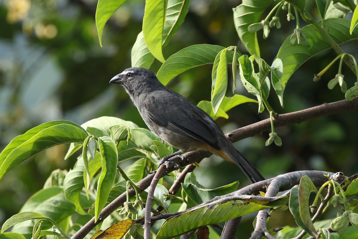 Cinnamon-bellied Saltator - ML623951314