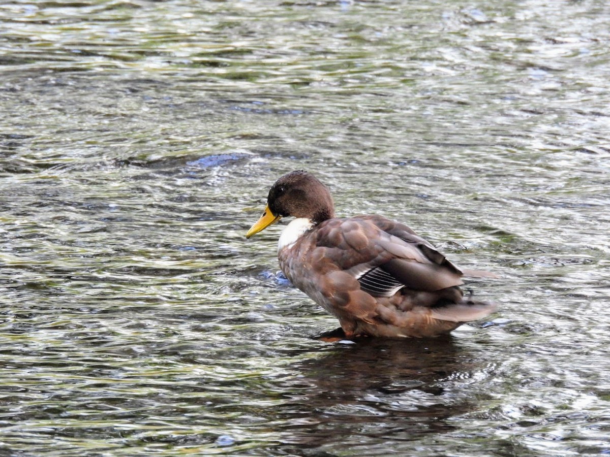 Mallard (Domestic type) - ML623951315