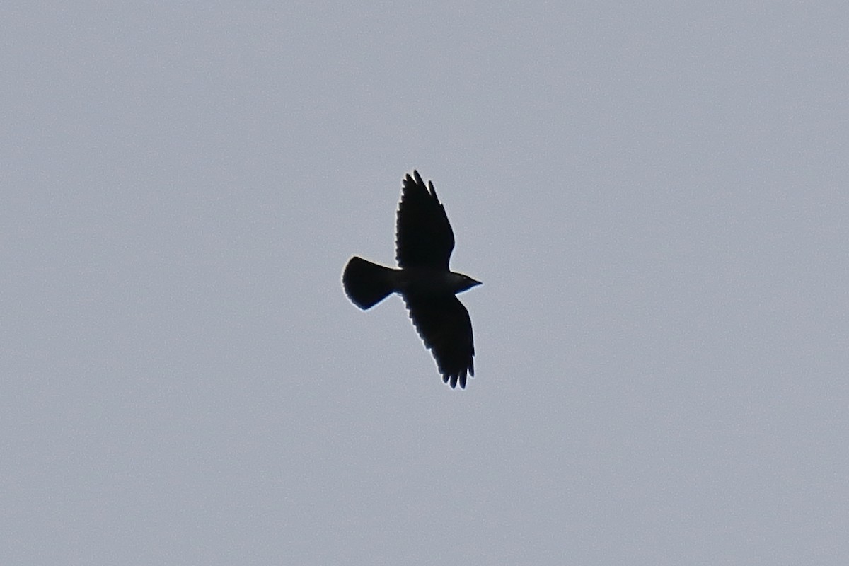 Eurasian Jackdaw - Juan Sebastian Barrero