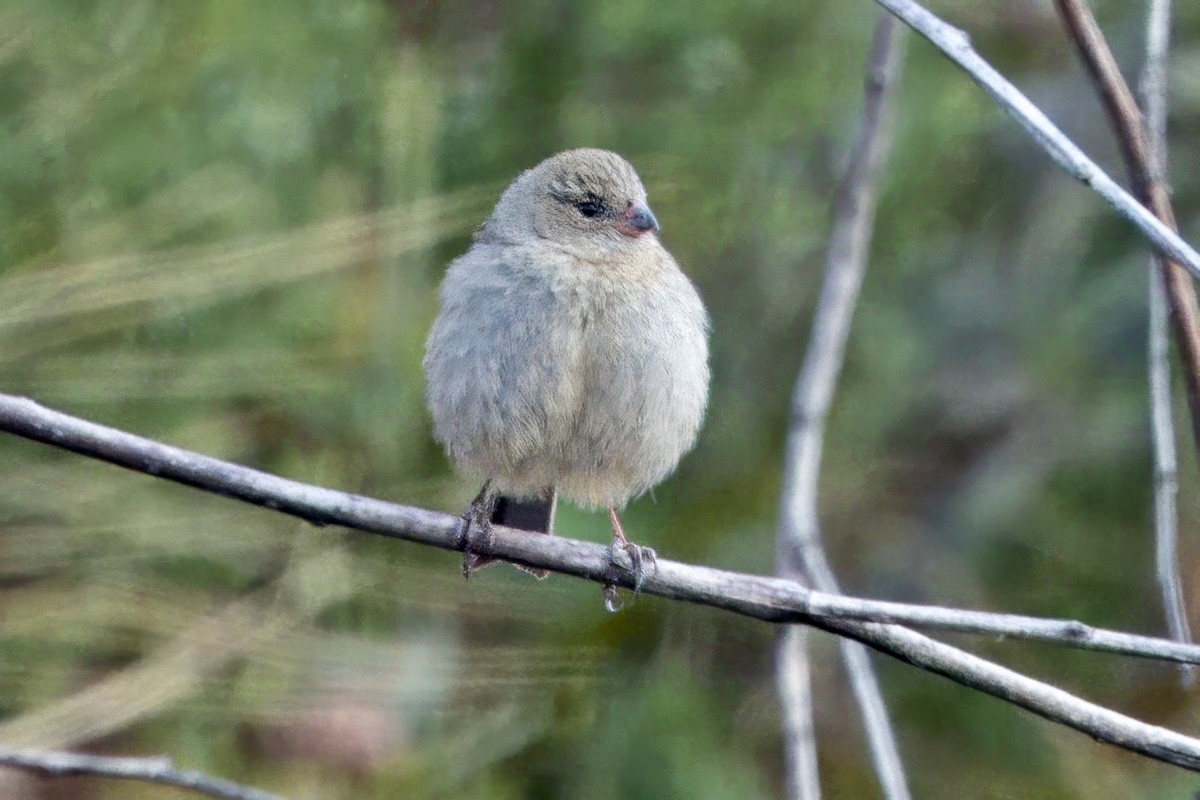 Plain-colored Seedeater - ML623951325