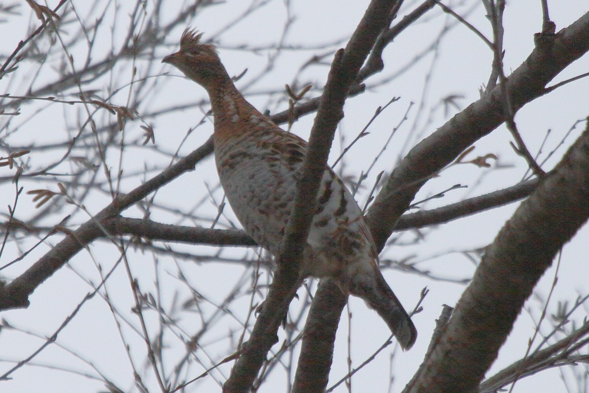 Ruffed Grouse - ML623951326