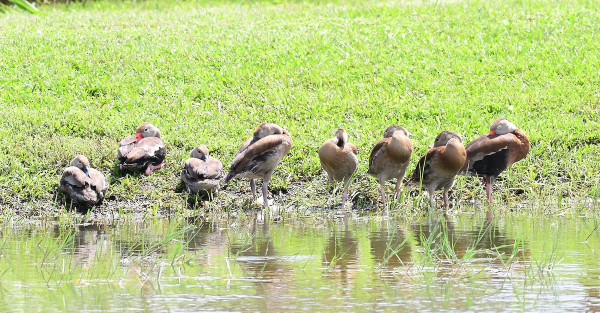 Mottled Duck - ML623951343