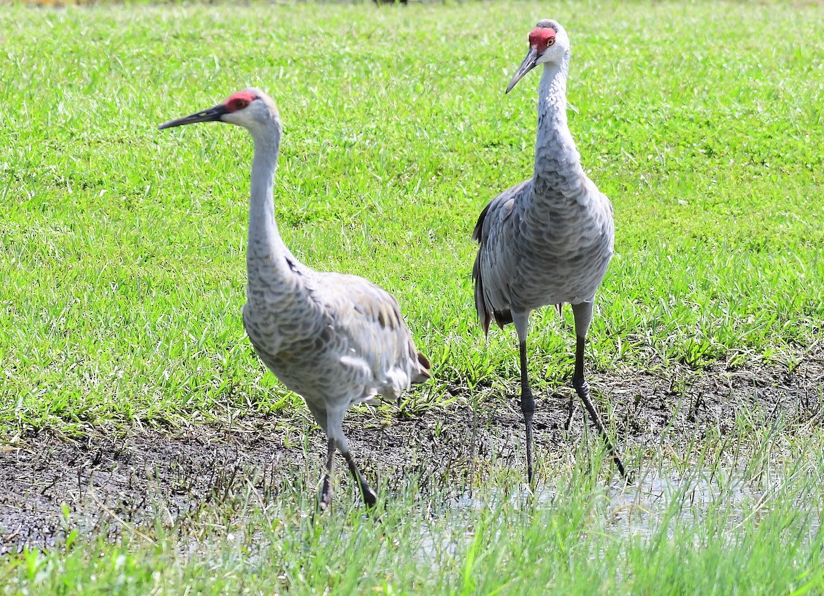 Sandhill Crane - ML623951357