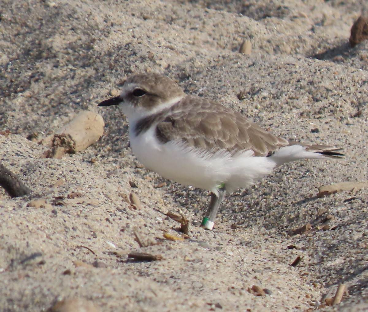 Snowy Plover - ML623951368