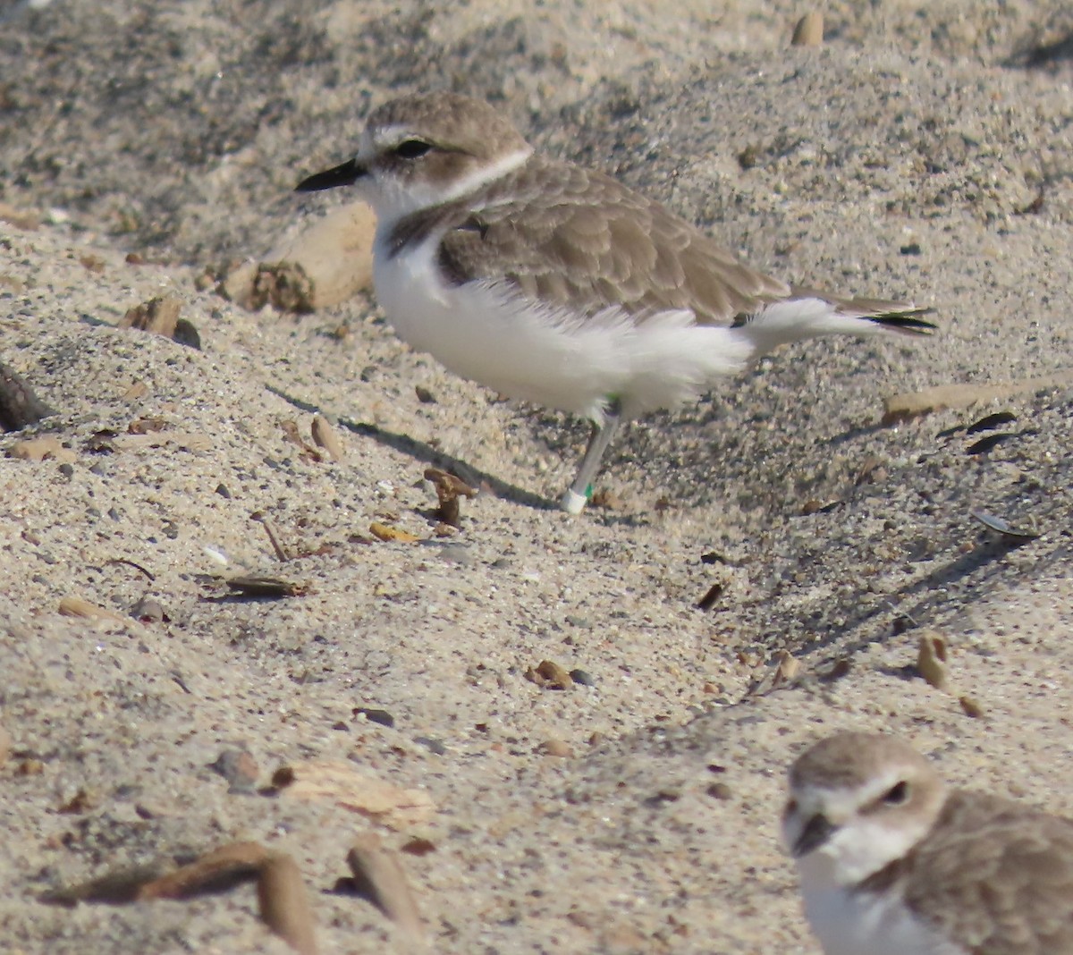 Snowy Plover - ML623951369