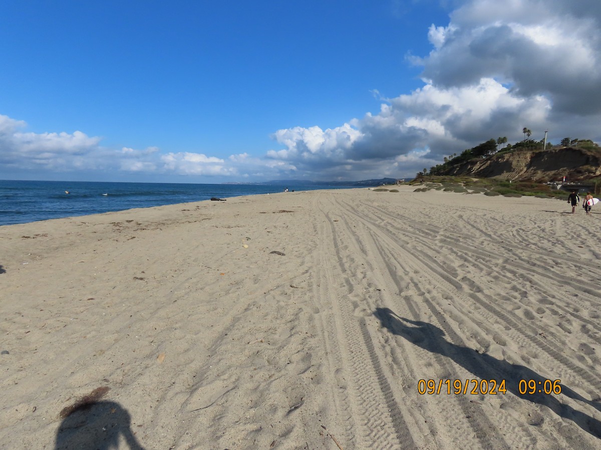 Snowy Plover - ML623951370