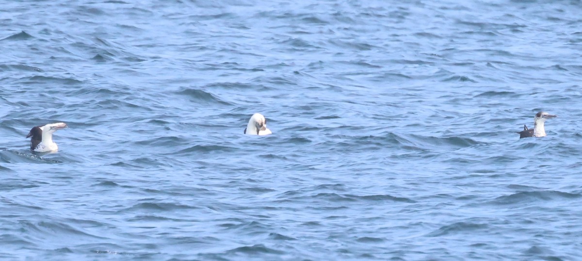 Northern Gannet - ML623951378