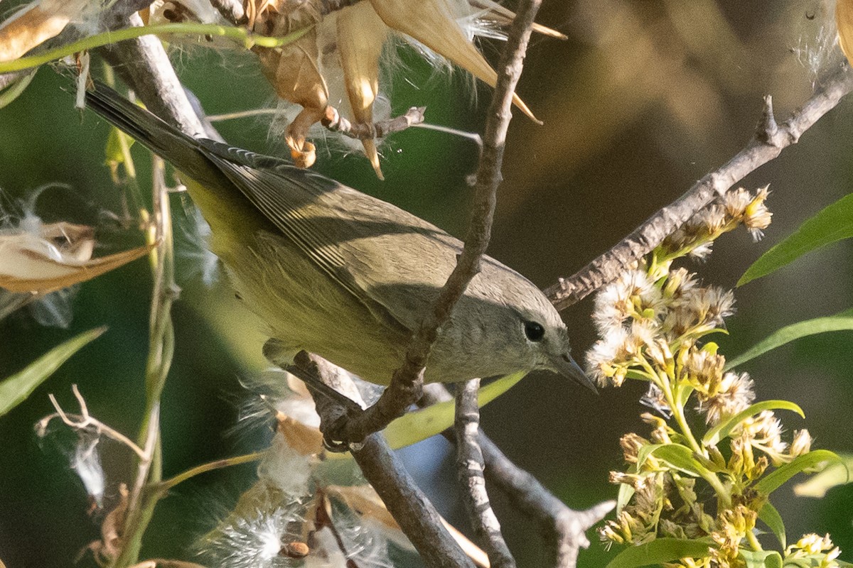 Orange-crowned Warbler - ML623951388