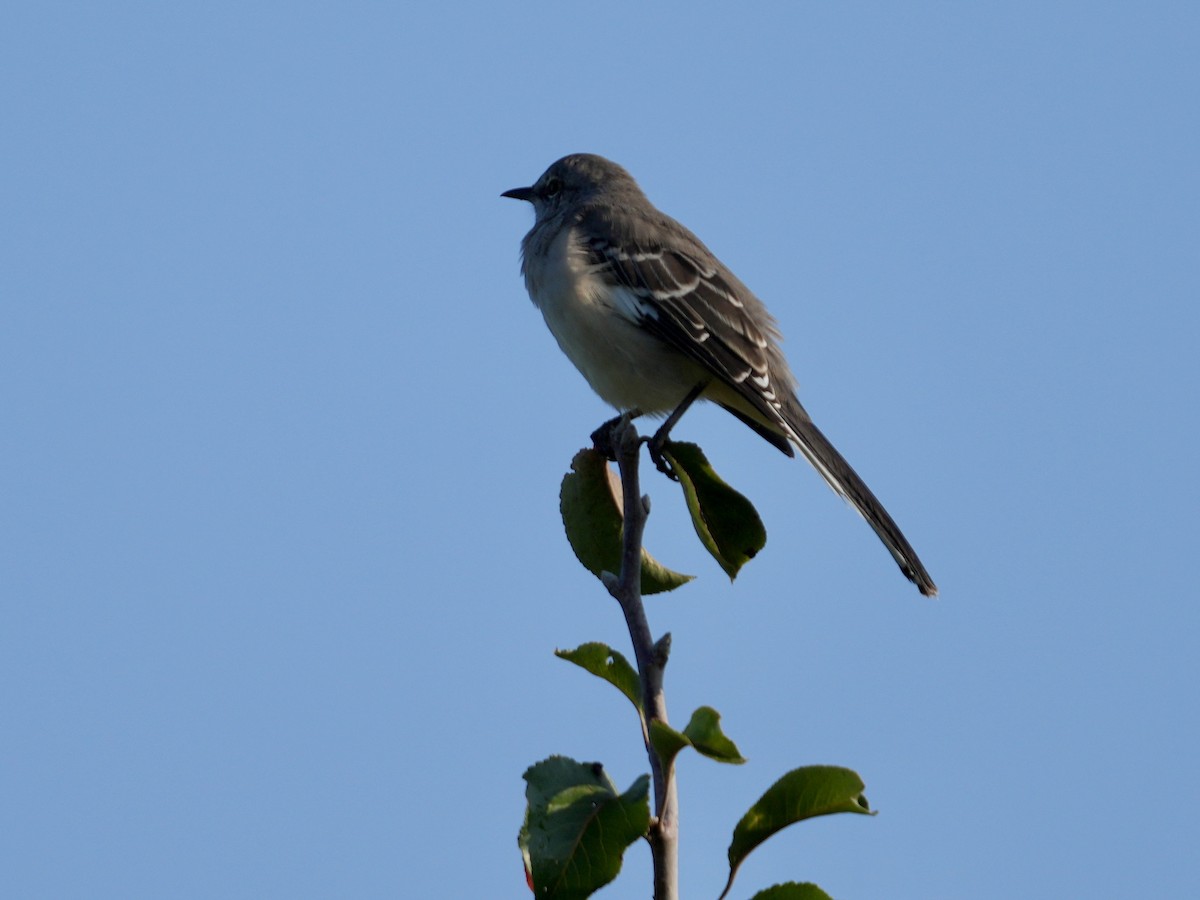 Northern Mockingbird - ML623951398