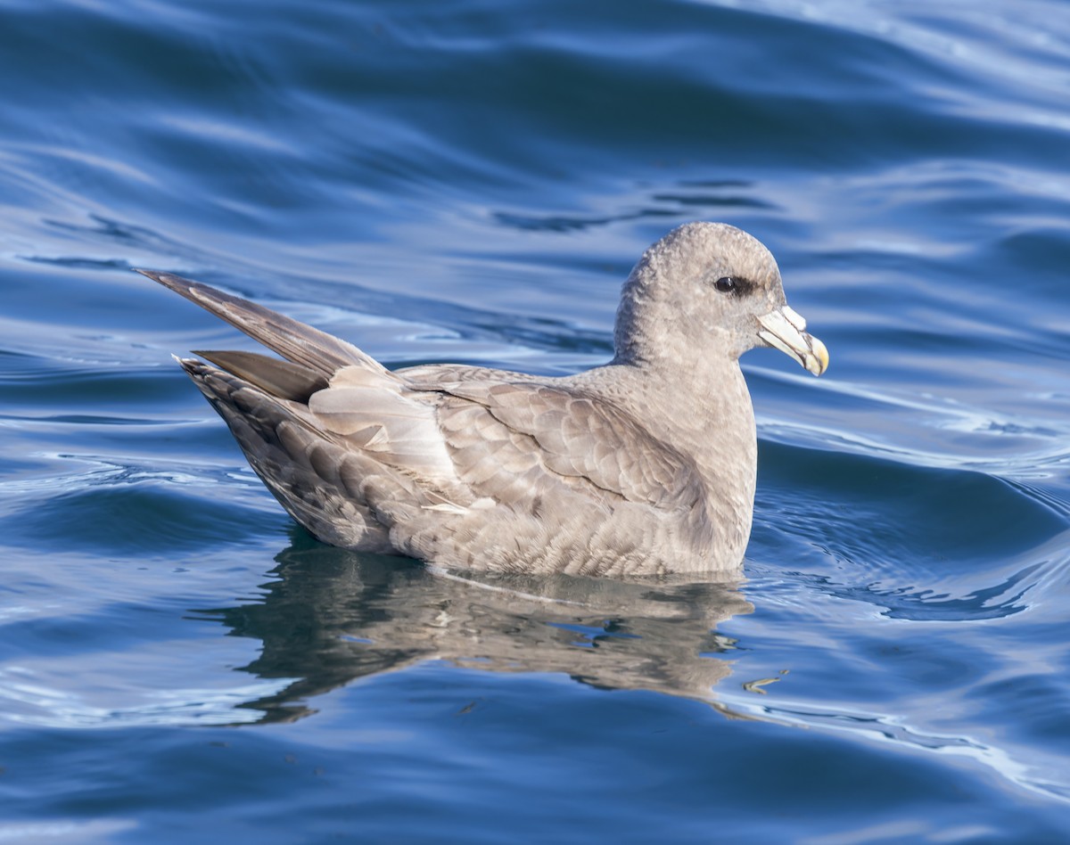 Northern Fulmar - ML623951420