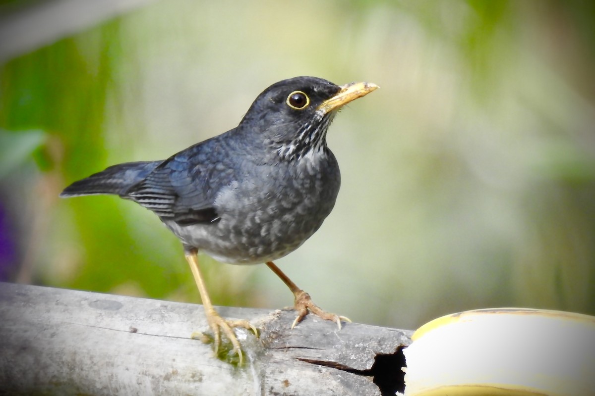 Andean Slaty Thrush - ML623951428