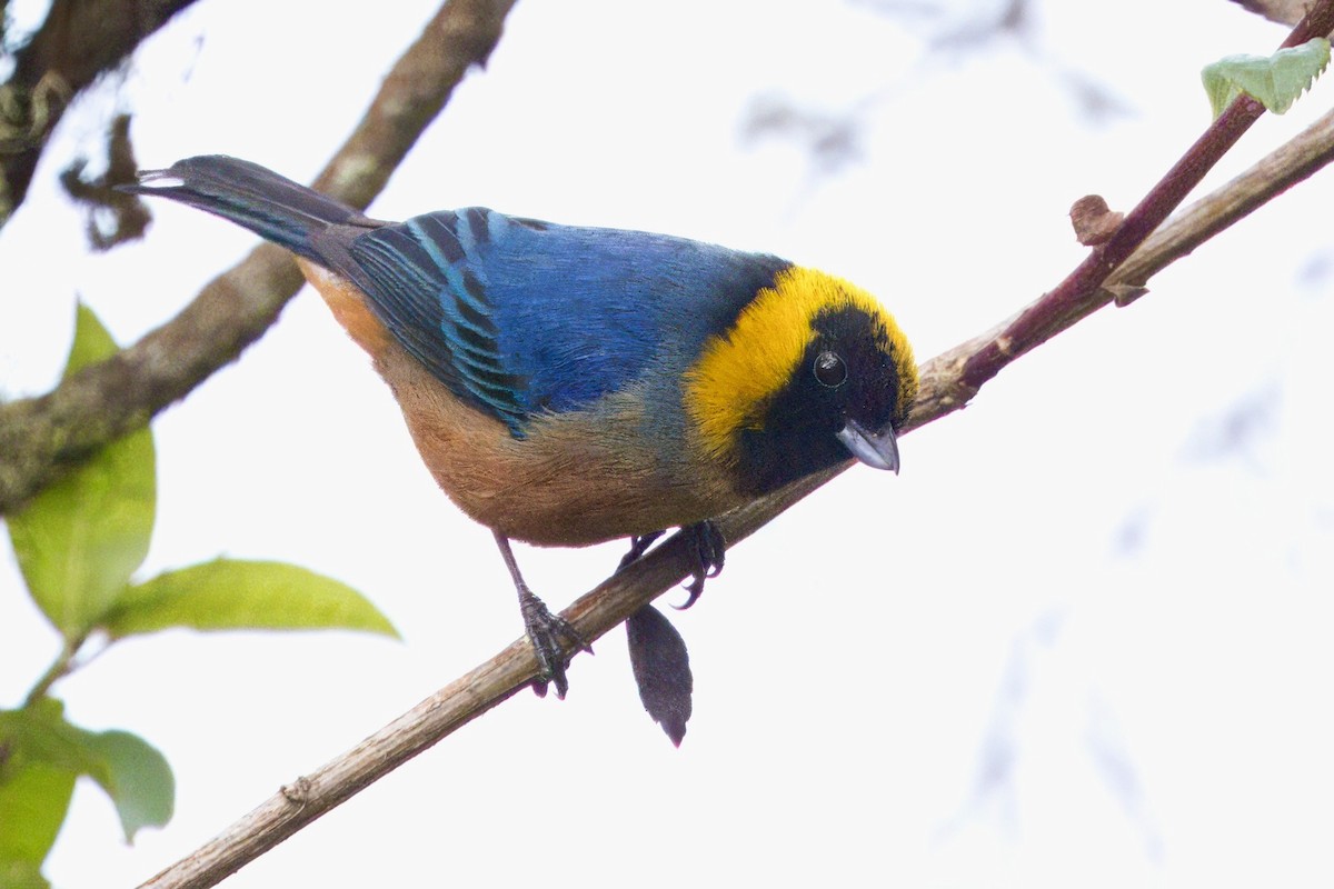 Golden-collared Tanager - ML623951440