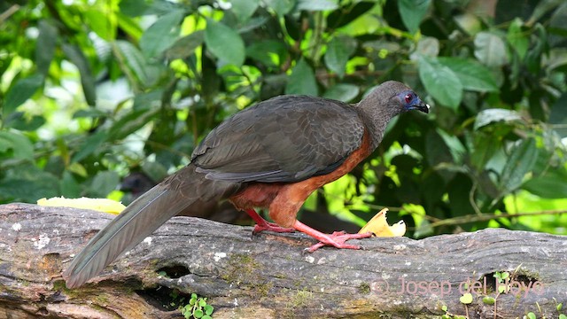 Sickle-winged Guan - ML623951441