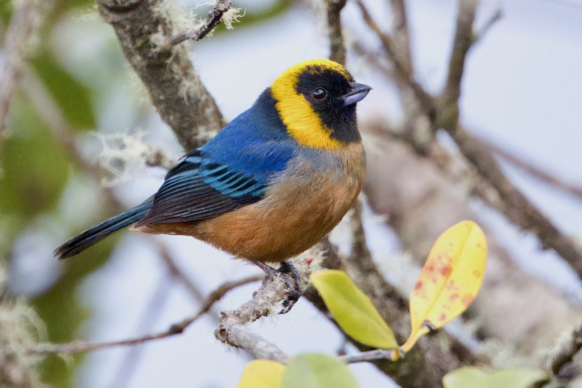 Golden-collared Tanager - ML623951445