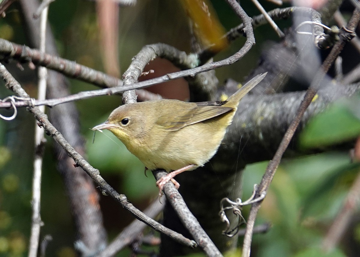 Common Yellowthroat - ML623951476