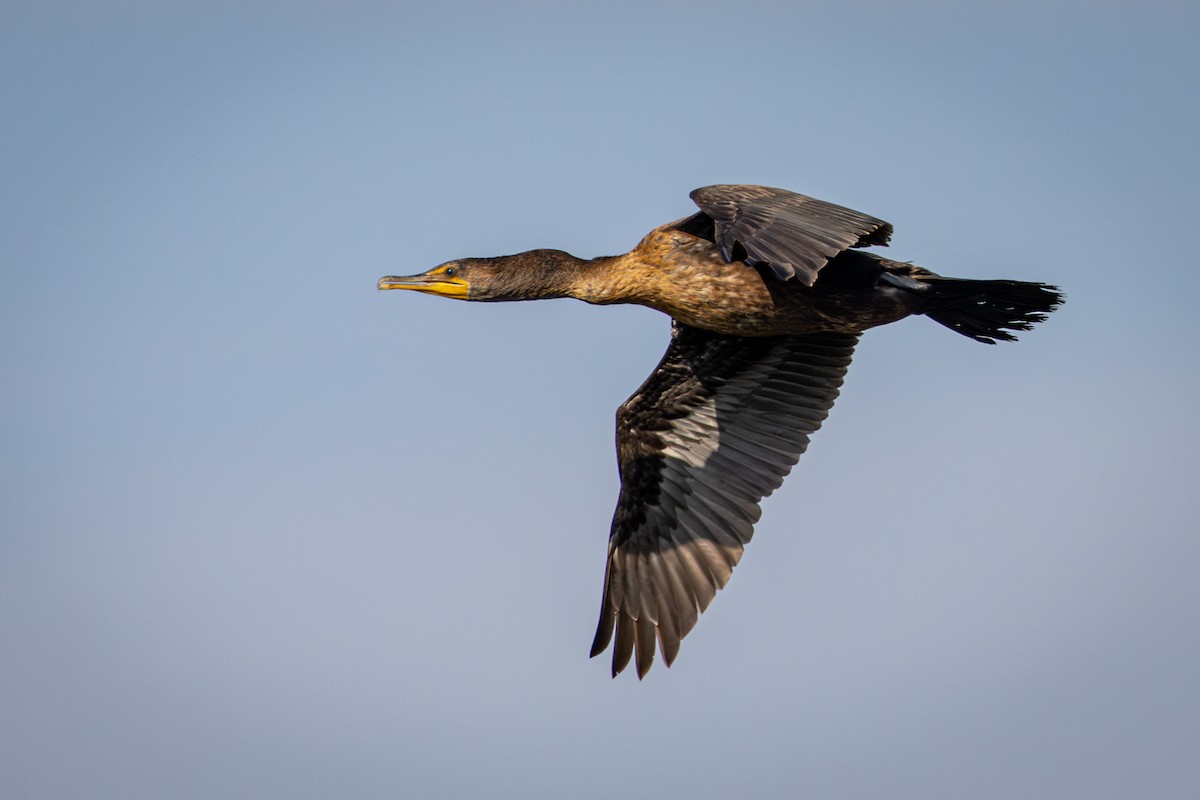 Cormoran à aigrettes - ML623951481