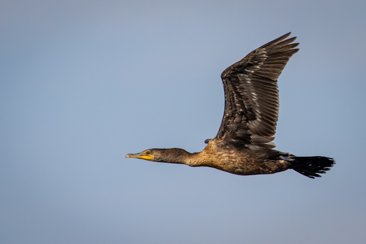 Cormoran à aigrettes - ML623951482