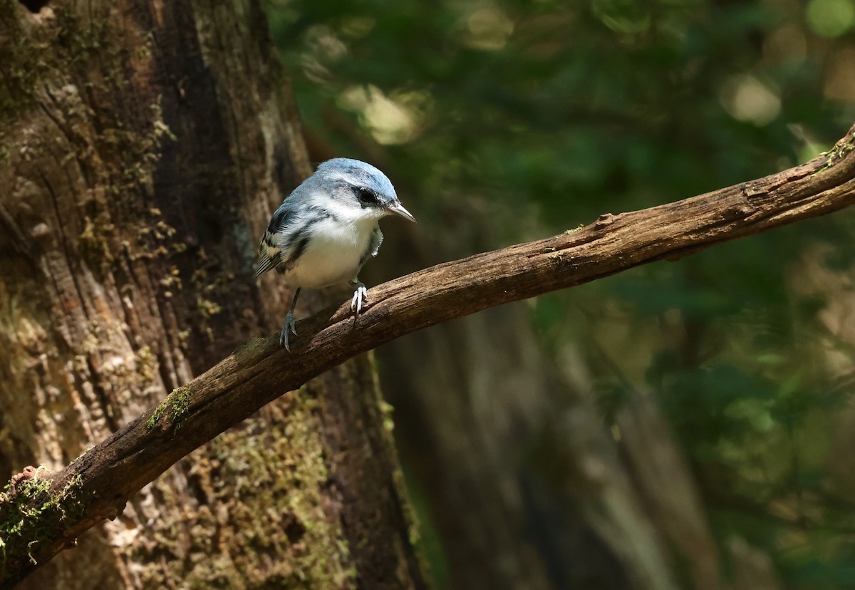 Cerulean Warbler - Grace Simms  🐦‍⬛