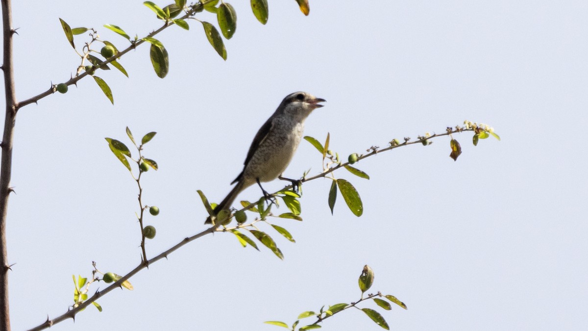 Red-backed Shrike - Yehiel Engel