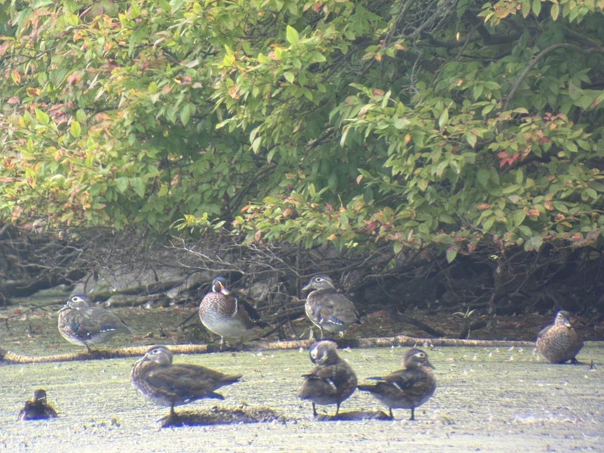 Wood Duck - David Bernstein