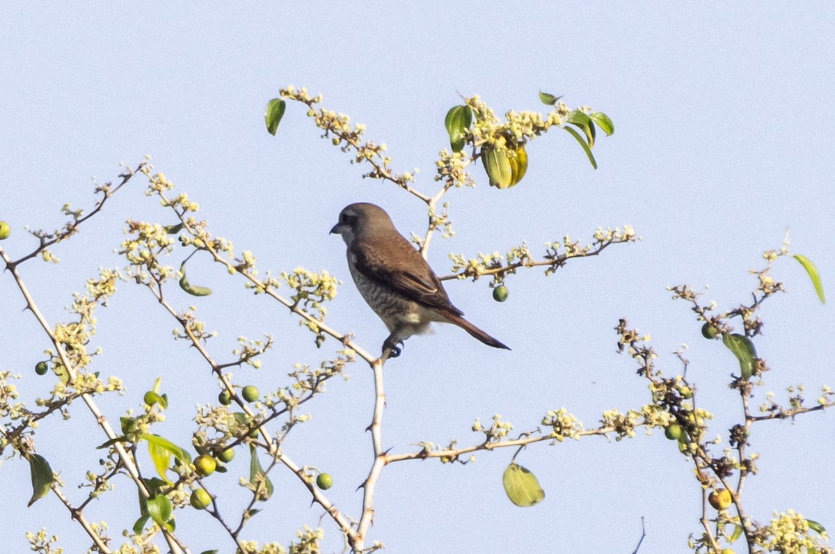 Red-backed Shrike - ML623951521