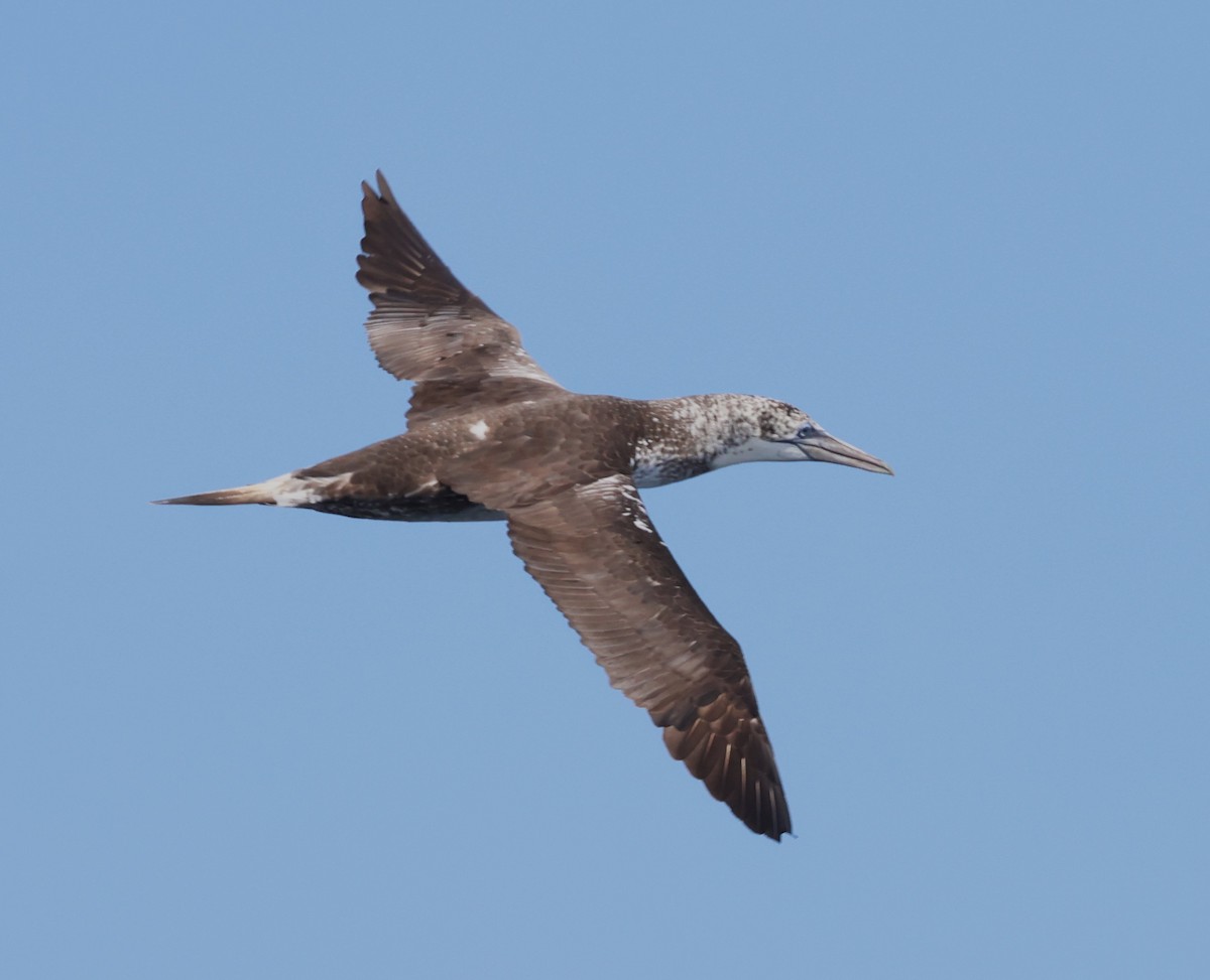 Northern Gannet - ML623951533