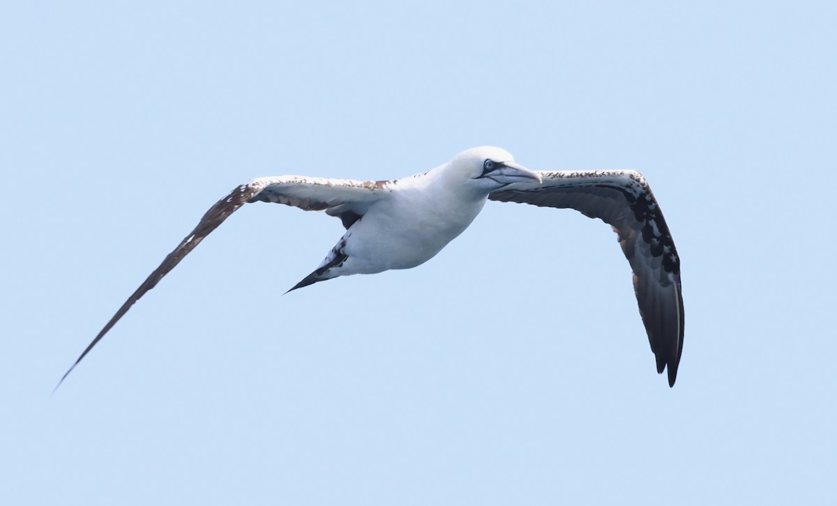 Northern Gannet - ML623951534