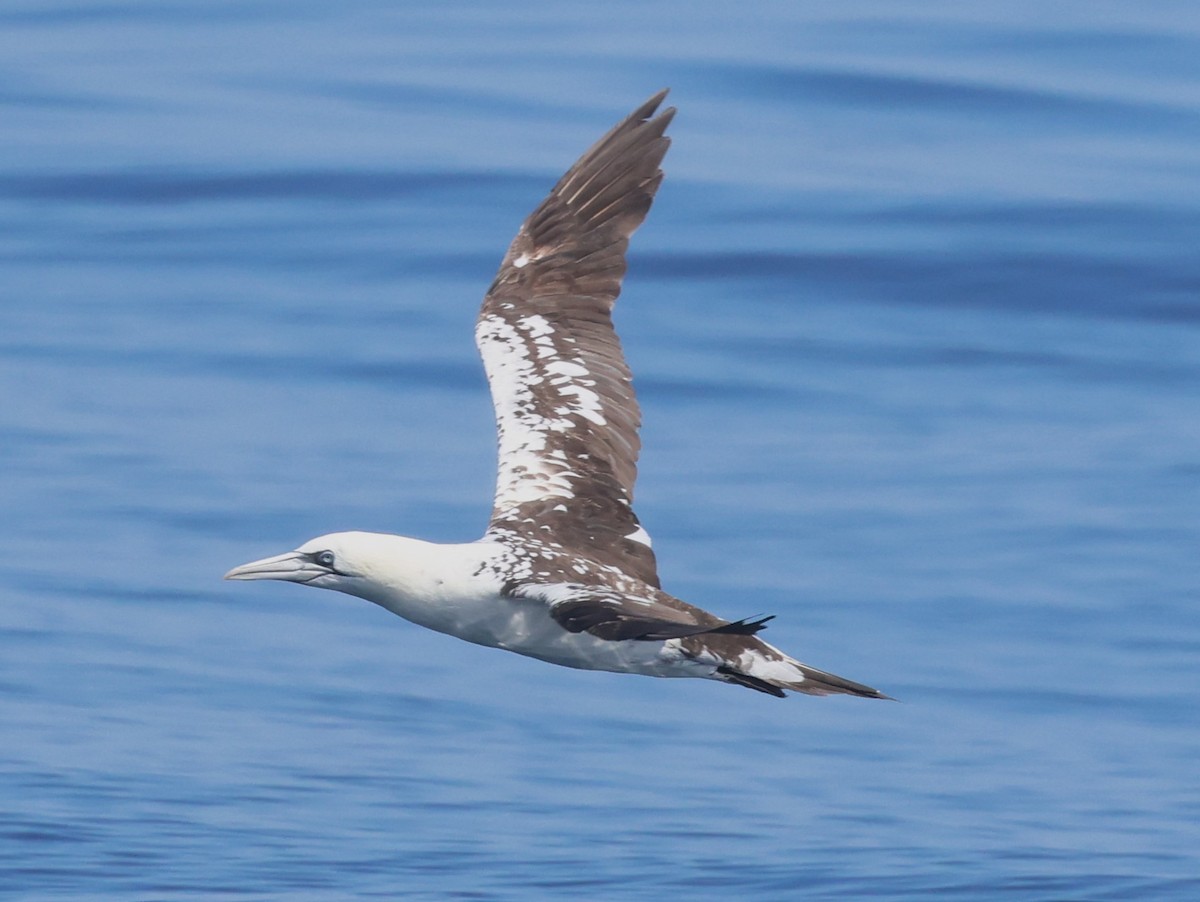 Northern Gannet - Faustino Chamizo Ragel