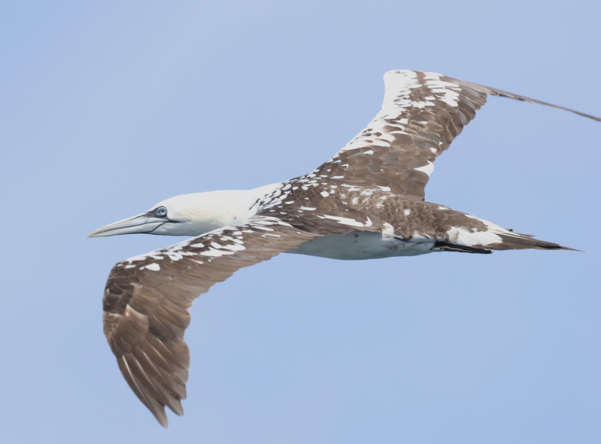 Northern Gannet - ML623951536