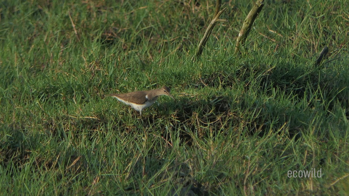 Common Sandpiper - ML623951547