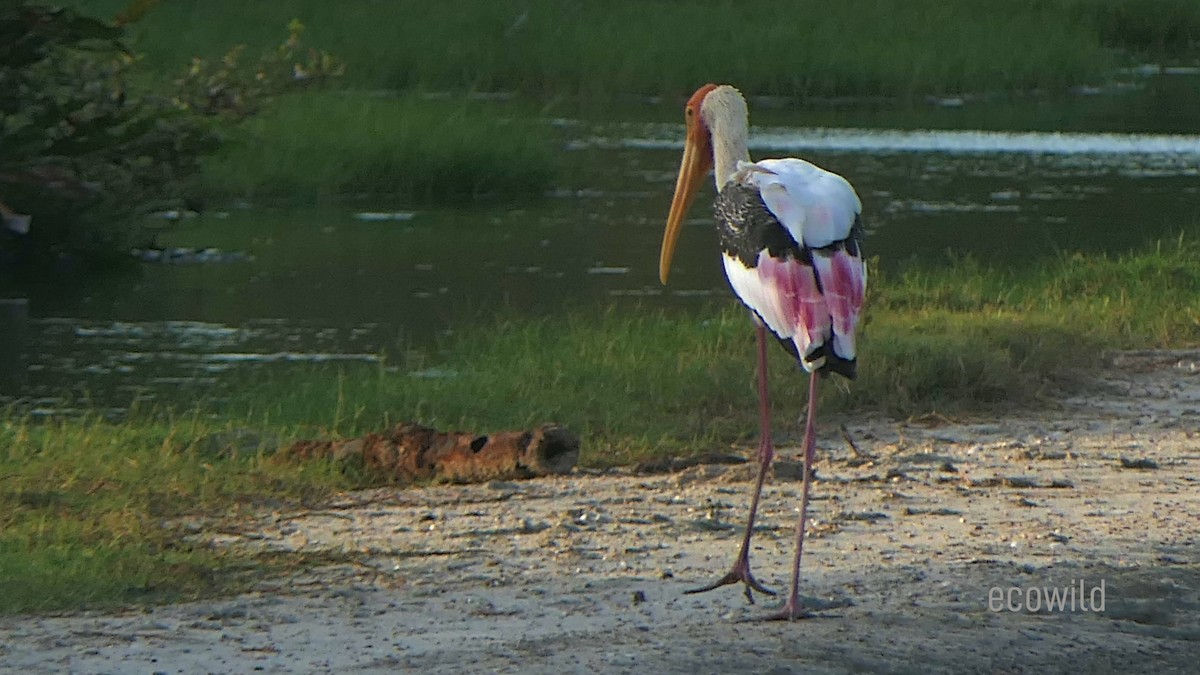 Painted Stork - ML623951554