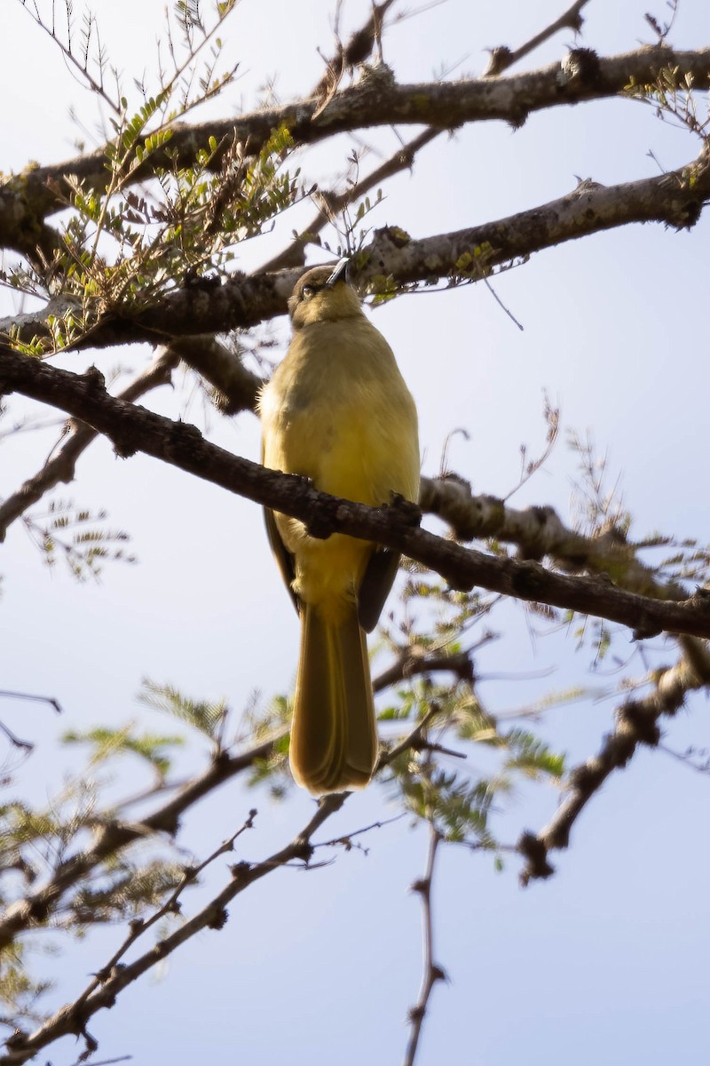 Sombre Greenbul - ML623951623