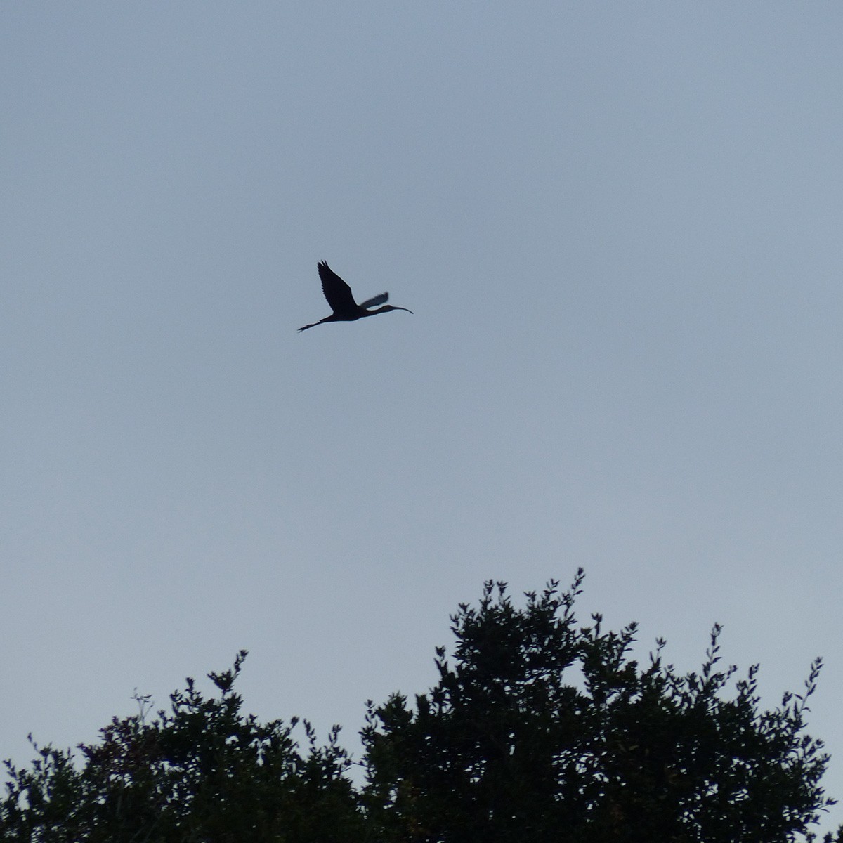 White-faced Ibis - ML623951626