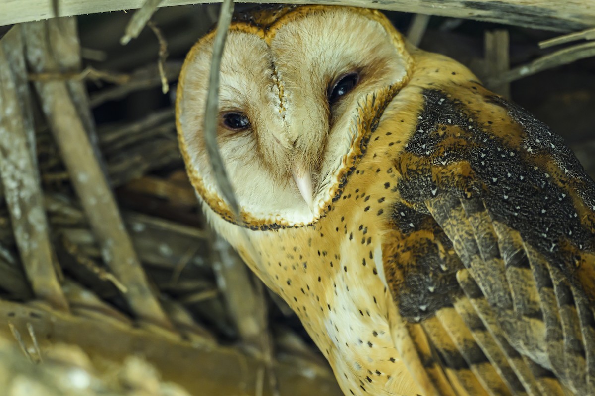 Barn Owl - ML623951636