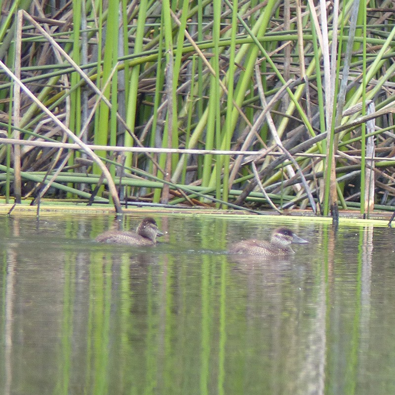 Ruddy Duck - ML623951637