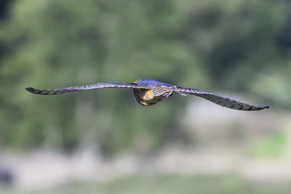 Barn Owl - ML623951641