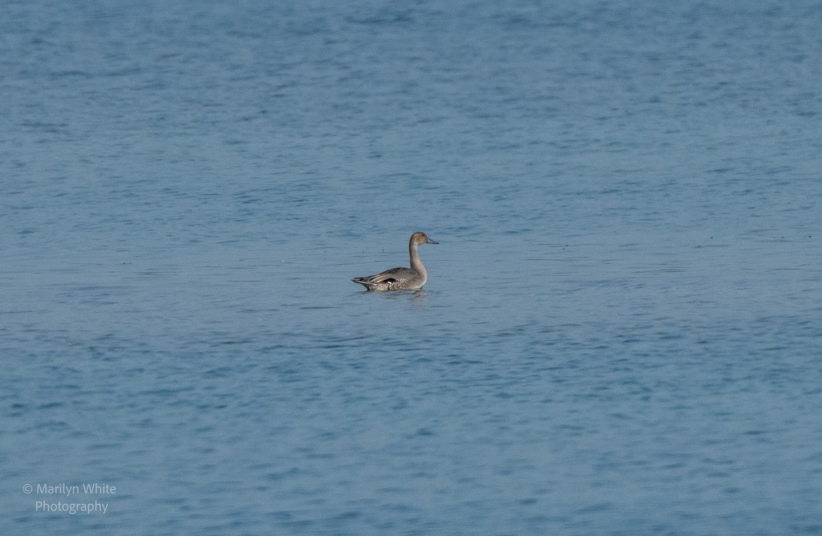 Northern Pintail - ML623951656