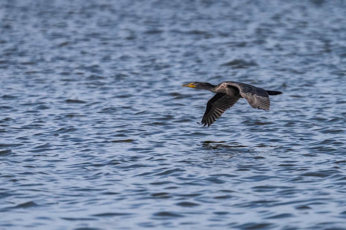 Double-crested Cormorant - ML623951678