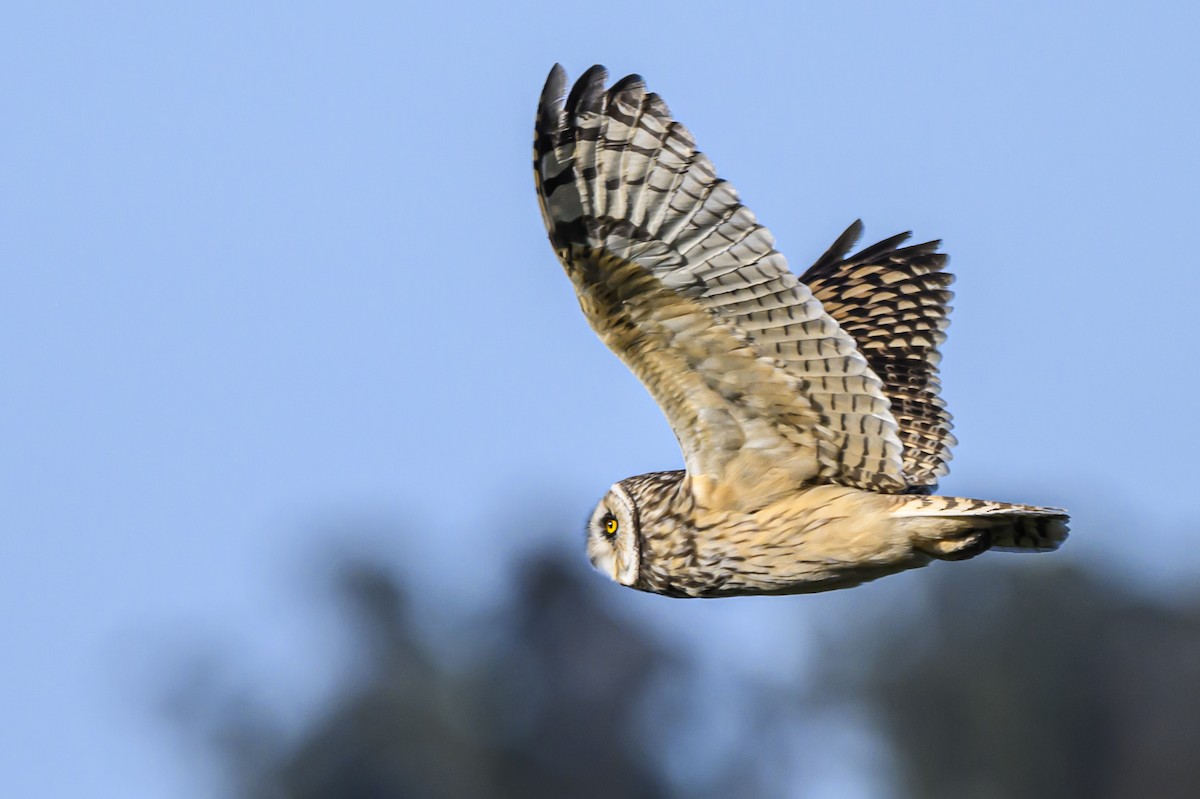 Short-eared Owl - Amed Hernández