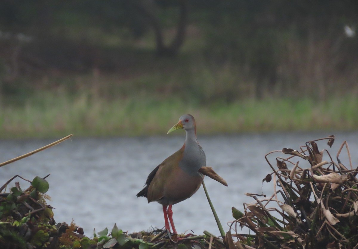 Giant Wood-Rail - ML623951703