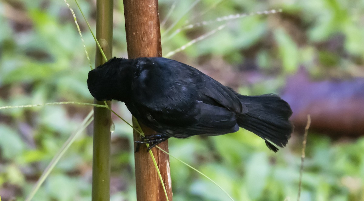 Thick-billed Seed-Finch - ML623951704