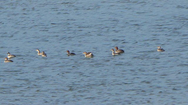 Little Grebe - ML623951710