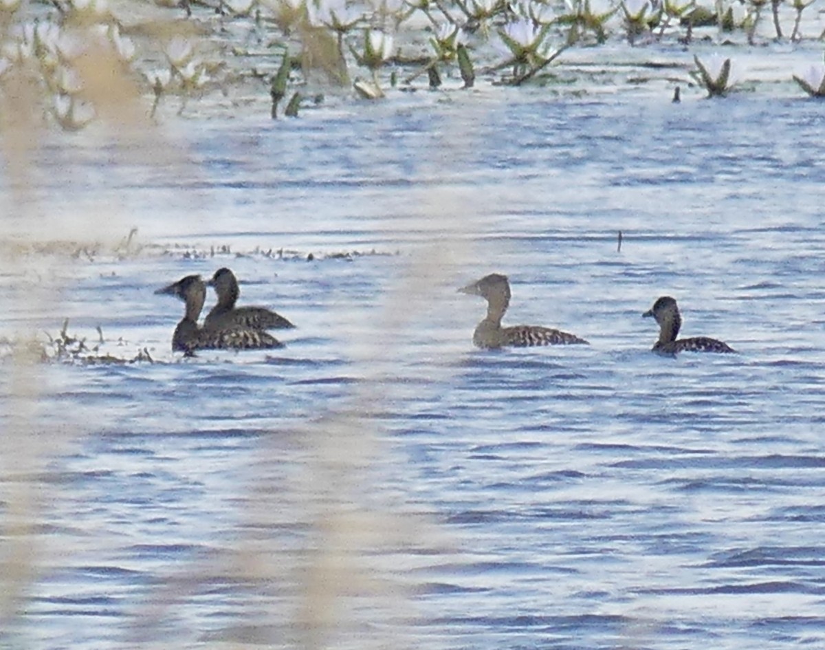 Dendrocygne à dos blanc - ML623951719